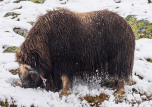 Moskusokser Dovrefjell 25. september 2024