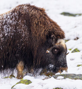 Moskusokser Dovrefjell 25. september 2024