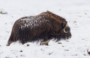 Moskusokser Dovrefjell 25. september 2024