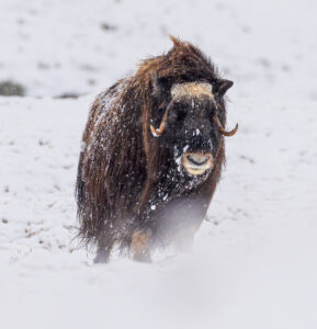 Moskusokser Dovrefjell 25. september 2024