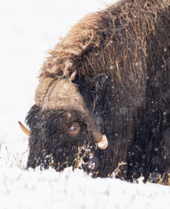 Moskusokser Dovrefjell 25. september 2024