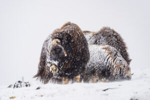 Moskusokser Dovrefjell 25. september 2024