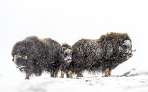 Moskusokser Dovrefjell 25. september 2024