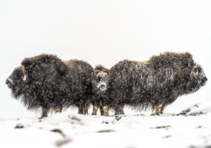 Moskusokser Dovrefjell 25. september 2024