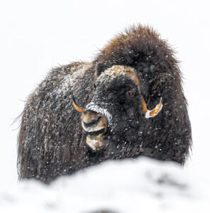 Moskusokser Dovrefjell 25. september 2024