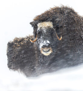 Moskusokser Dovrefjell 25. september 2024