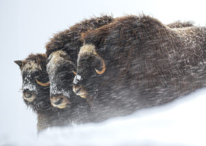 Moskusokser Dovrefjell 25. september 2024