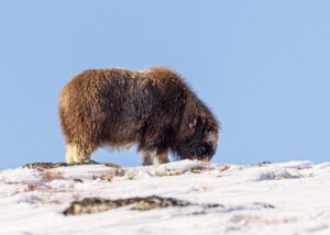 Moskusokser Dovrefjell 26. september 2024