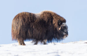 Moskusokser Dovrefjell 26. september 2024