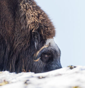 Moskusokser Dovrefjell 26. september 2024