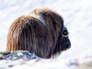 Moskusokser Dovrefjell 26. september 2024