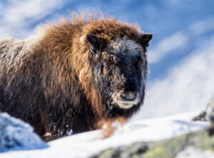 Moskusokser Dovrefjell 26. september 2024
