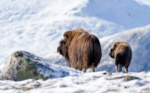 Moskusokser Dovrefjell 26. september 2024