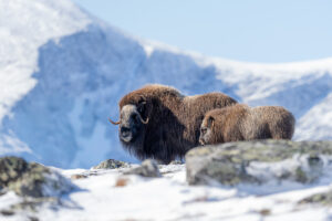 Moskusokser Dovrefjell 26. september 2024