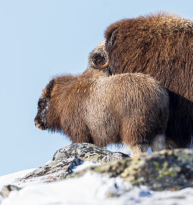 Moskusokser Dovrefjell 26. september 2024