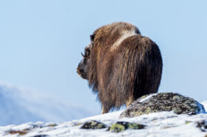 Moskusokser Dovrefjell 26. september 2024