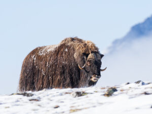 Moskusokser Dovrefjell 26. september 2024