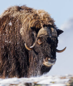 Moskusokser Dovrefjell 26. september 2024
