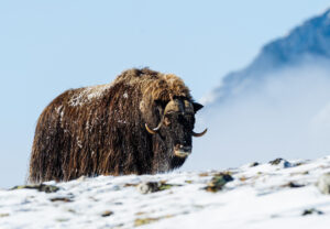 Moskusokser Dovrefjell 26. september 2024
