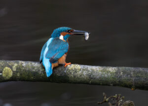 Isfugl. Holstebro februar 2025