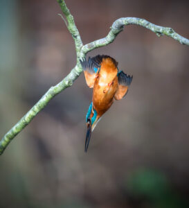 Isfugl. Holstebro februar 2025