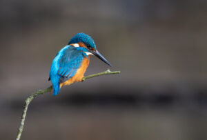 Isfugl. Holstebro februar 2025