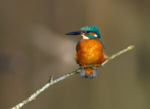 Isfugl. Holstebro februar 2025