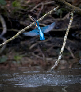 Isfugl. Holstebro februar 2025