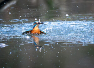 Isfugl. Holstebro februar 2025