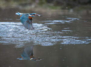 Isfugl. Holstebro februar 2025