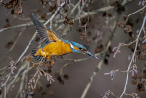 Isfugl. Holstebro februar 2025