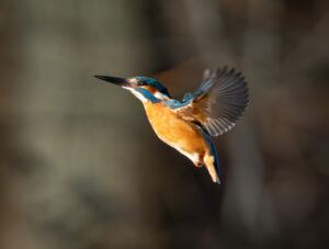 Isfugl. Holstebro februar 2025