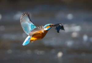 Isfugl. Holstebro februar 2025