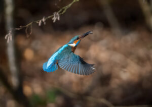 Isfugl. Holstebro februar 2025