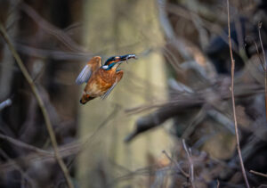 Isfugl. Holstebro februar 2025