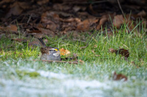 Hvidstrubet Spurv - Vrensted Kær februar 2025