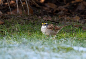 Hvidstrubet Spurv - Vrensted Kær februar 2025