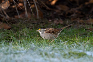 Hvidstrubet Spurv - Vrensted Kær februar 2025