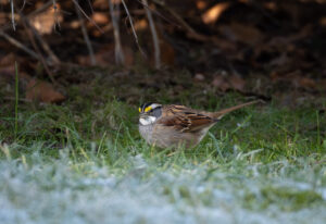 Hvidstrubet Spurv - Vrensted Kær februar 2025