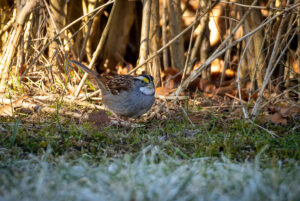 Hvidstrubet Spurv - Vrensted Kær februar 2025