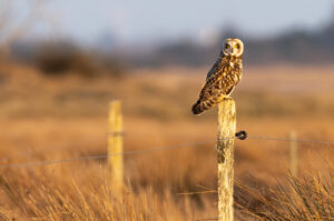 Mosehornugle - Vestjylland marts 2025