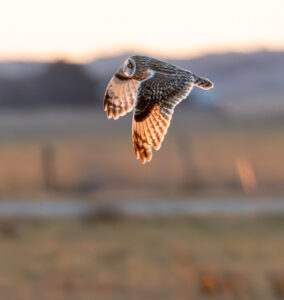 Mosehornugle - Vestjylland marts 2025