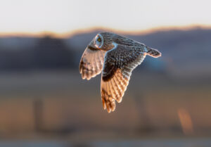 Mosehornugle - Vestjylland marts 2025