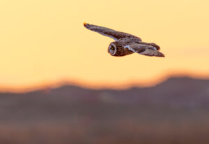 Mosehornugle - Vestjylland marts 2025