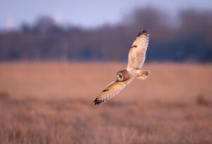 Mosehornugle - Vestjylland marts 2025