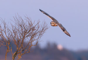 Mosehornugle - Vestjylland marts 2025