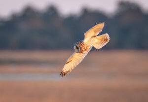 Mosehornugle - Vestjylland marts 2025