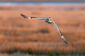 Mosehornugle - Vestjylland marts 2025