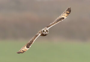 Mosehornugle - Vestjylland marts 2025