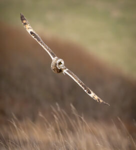 Mosehornugle - Vestjylland marts 2025